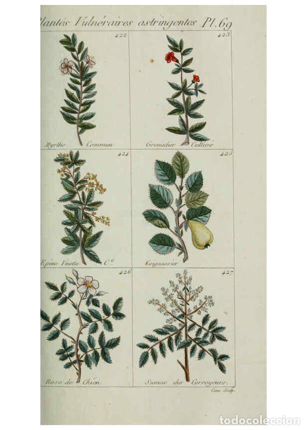 Collectionnisme de Revues et Journaux: Reproducci&oacute;n/Reproduction 6103459279: Plantes usuelles, indig&egrave;nes et exotiques Paris :Duprat-Duverge