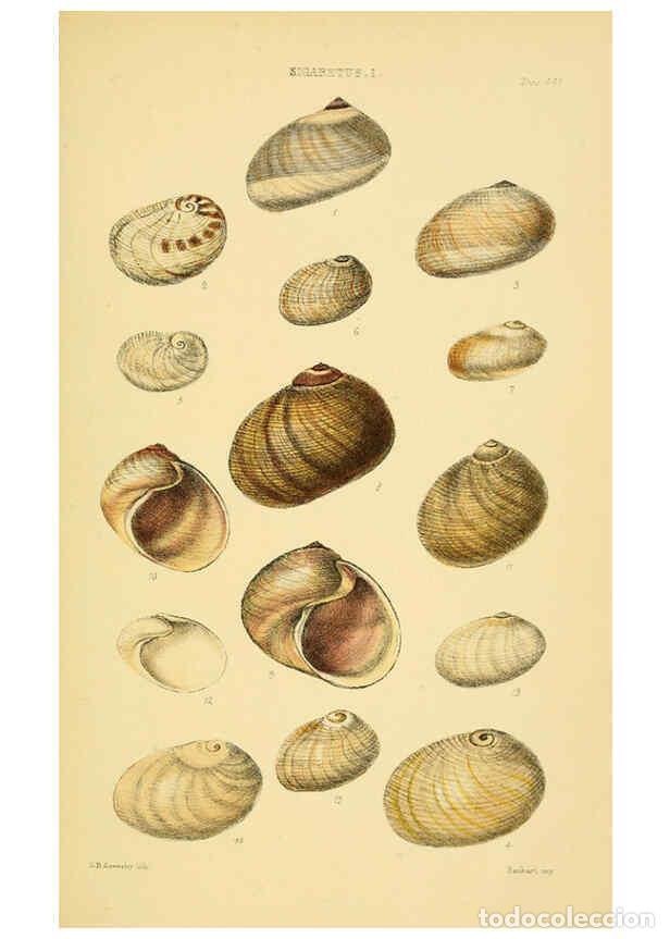 Collectionnisme de Revues et Journaux: Reproducci&oacute;n/Reproduction 6102846173: Thesaurus conchyliorum, or, Monographs of genera of shells v.5
