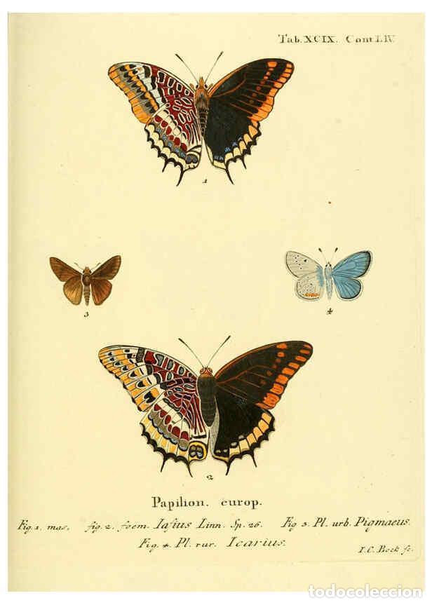 Collectionnisme de Revues et Journaux: Reproducci&oacute;n/Reproduction 6103323908: Die Schmetterlinge in Abbildungen nach der Natur. v.1 plates.