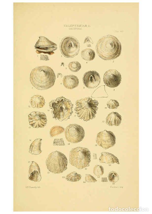 Collectionnisme de Revues et Journaux: Reproducci&oacute;n/Reproduction 6103393302: Thesaurus conchyliorum, or, Monographs of genera of shells v.5
