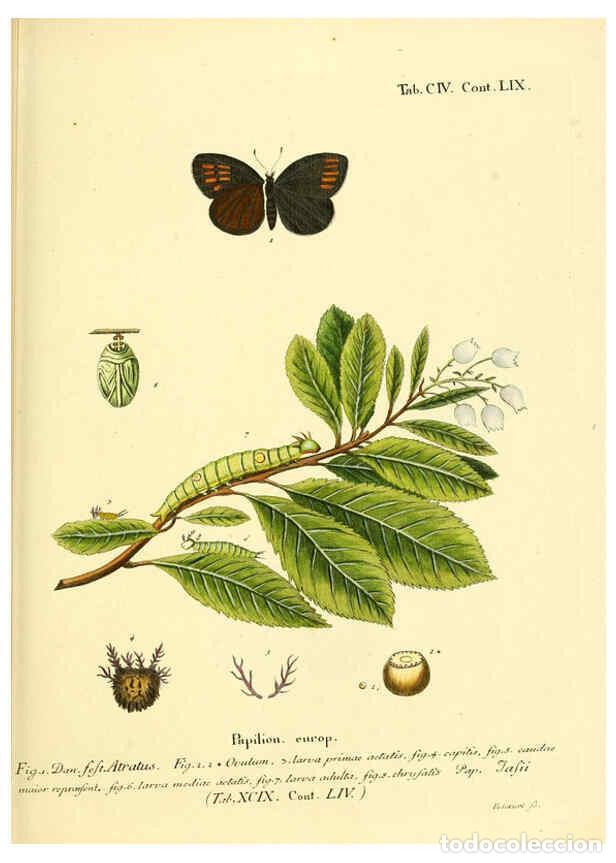 Collectionnisme de Revues et Journaux: Reproducci&oacute;n/Reproduction 6103325246: Die Schmetterlinge in Abbildungen nach der Natur. v.1 plates.