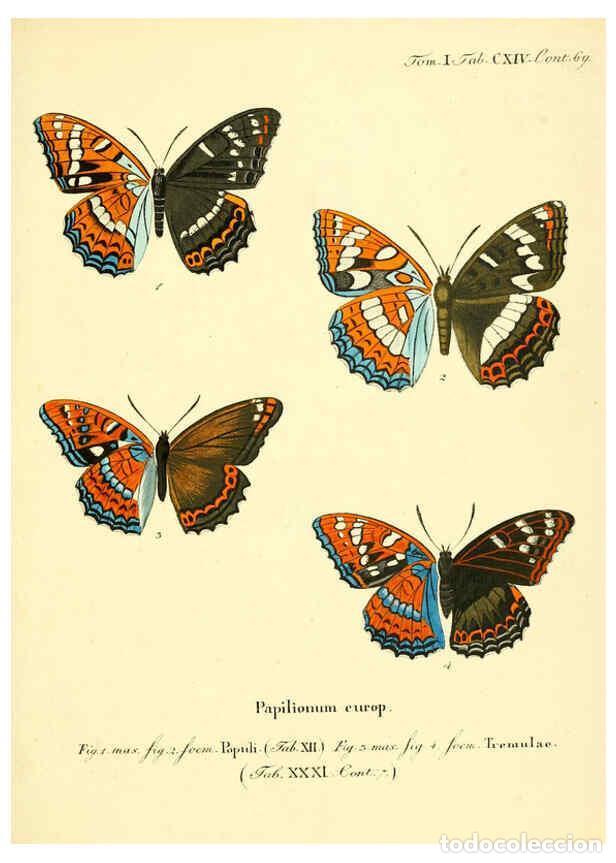 Collectionnisme de Revues et Journaux: Reproducci&oacute;n/Reproduction 6103328418: Die Schmetterlinge in Abbildungen nach der Natur. v.1 plates.