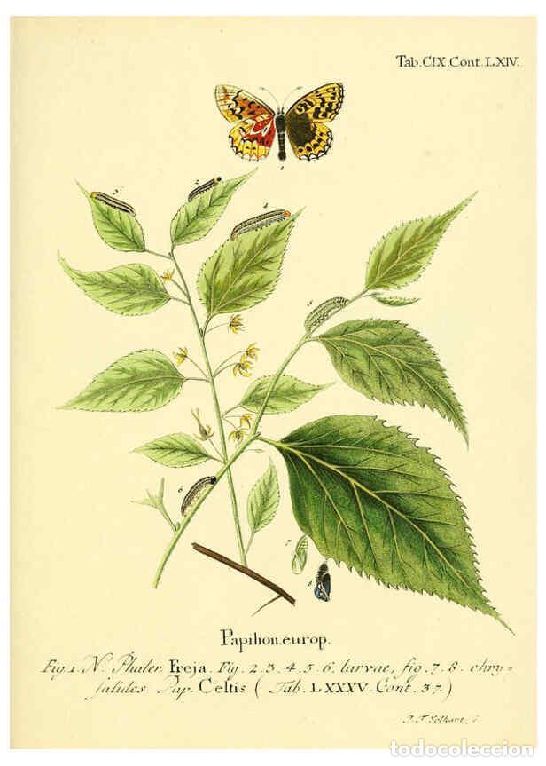 Collectionnisme de Revues et Journaux: Reproducci&oacute;n/Reproduction 6102780995: Die Schmetterlinge in Abbildungen nach der Natur. v.1 plates.
