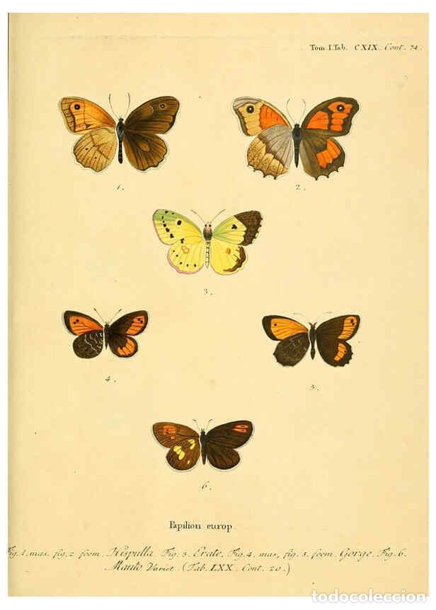 Collectionnisme de Revues et Journaux: Reproducci&oacute;n/Reproduction 6103329932: Die Schmetterlinge in Abbildungen nach der Natur. v.1 plates.