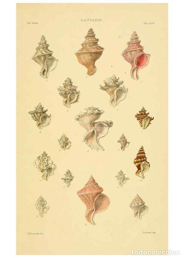 Collectionnisme de Revues et Journaux: Reproducci&oacute;n/Reproduction 6103388520: Thesaurus conchyliorum, or, Monographs of genera of shells v.5