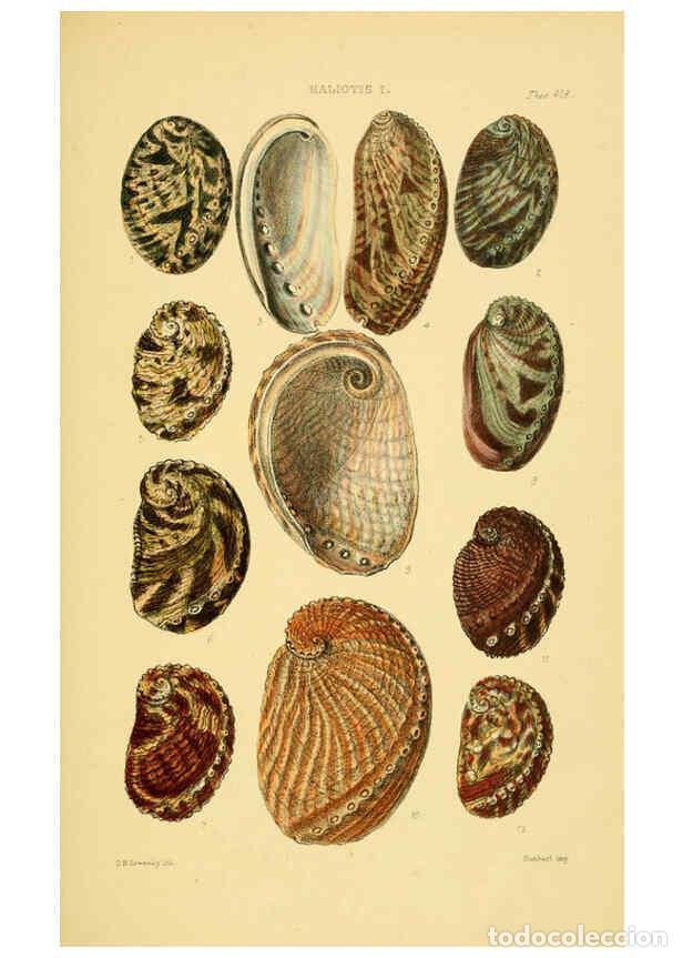 Collectionnisme de Revues et Journaux: Reproducci&oacute;n/Reproduction 6102843235: Thesaurus conchyliorum, or, Monographs of genera of shells v.5