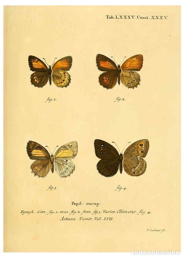 Collectionnisme de Revues et Journaux: Reproducci&oacute;n/Reproduction 6102774033: Die Schmetterlinge in Abbildungen nach der Natur. v.1 plates.