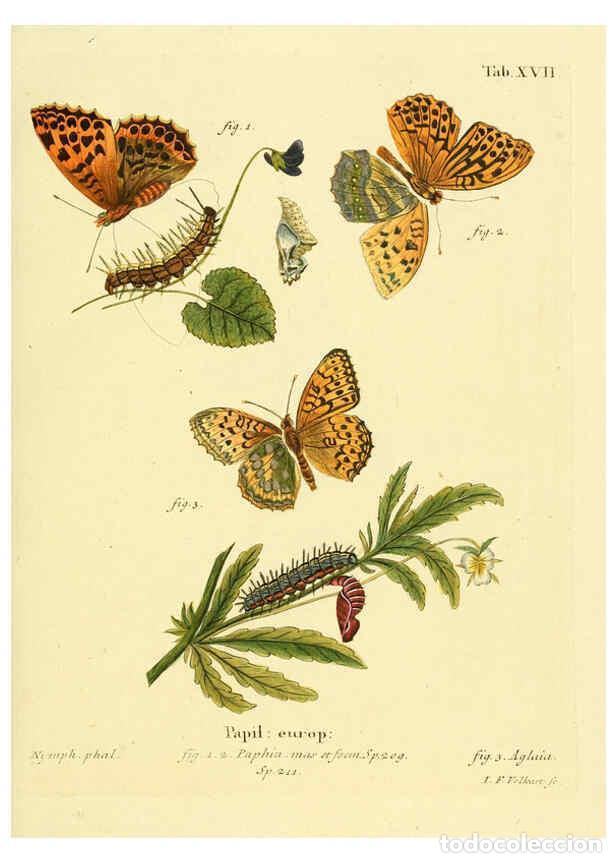 Collectionnisme de Revues et Journaux: Reproducci&oacute;n/Reproduction 6103293092: Die Schmetterlinge in Abbildungen nach der Natur. v.1 plates.