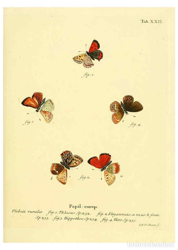 Collectionnisme de Revues et Journaux: Reproducci&oacute;n/Reproduction 6102748729: Die Schmetterlinge in Abbildungen nach der Natur. v.1 plates.