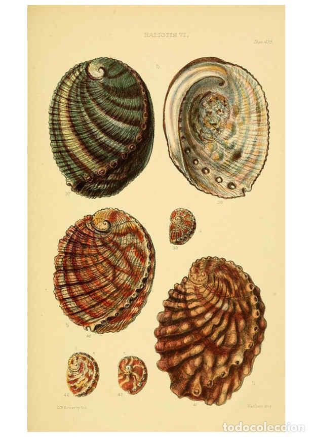 Collectionnisme de Revues et Journaux: Reproducci&oacute;n/Reproduction 6103390326: Thesaurus conchyliorum, or, Monographs of genera of shells v.5