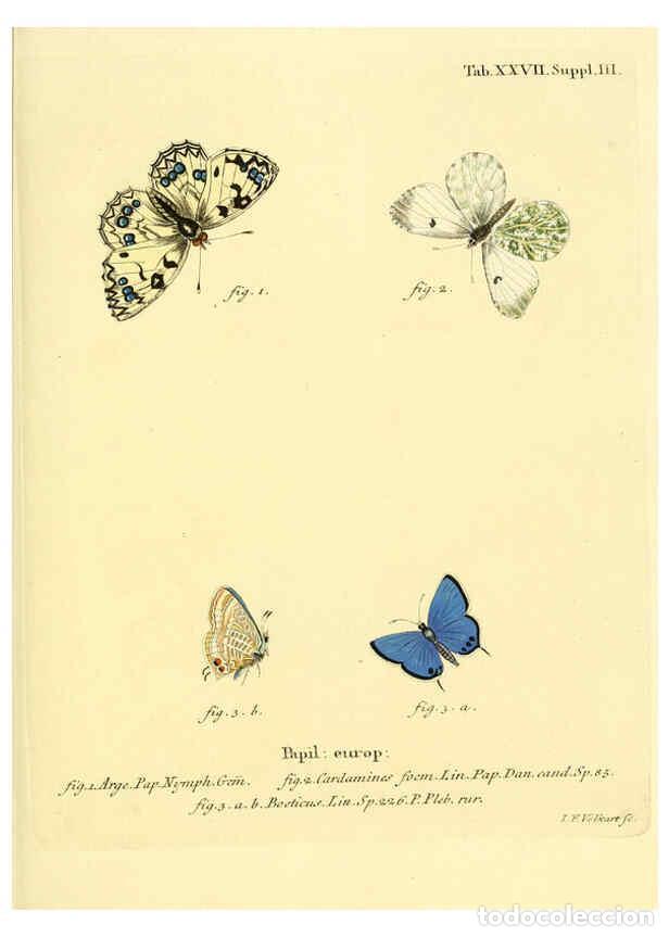 Collectionnisme de Revues et Journaux: Reproducci&oacute;n/Reproduction 6103298700: Die Schmetterlinge in Abbildungen nach der Natur. v.1 plates.