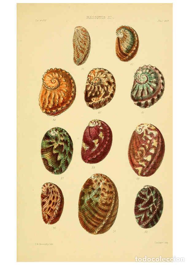 Collectionnisme de Revues et Journaux: Reproducci&oacute;n/Reproduction 6103391330: Thesaurus conchyliorum, or, Monographs of genera of shells v.5