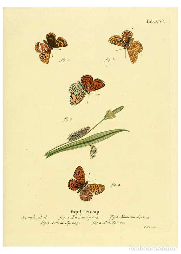 Collectionnisme de Revues et Journaux: Reproducci&oacute;n/Reproduction 6103292872: Die Schmetterlinge in Abbildungen nach der Natur. v.1 plates.