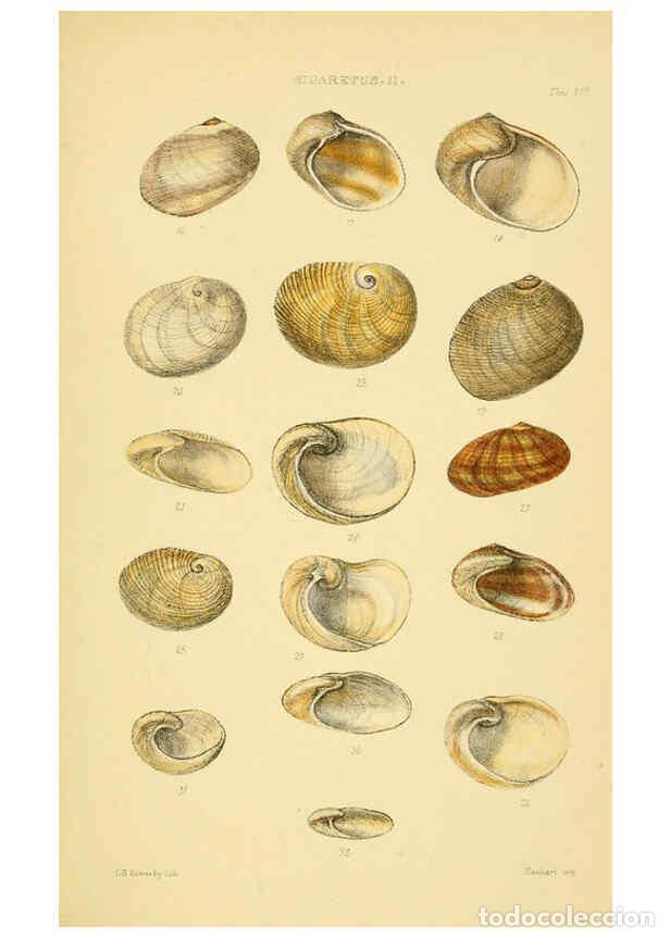 Collectionnisme de Revues et Journaux: Reproducci&oacute;n/Reproduction 6102846381: Thesaurus conchyliorum, or, Monographs of genera of shells v.5