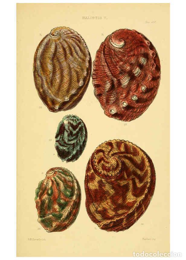 Collectionnisme de Revues et Journaux: Reproducci&oacute;n/Reproduction 6102844041: Thesaurus conchyliorum, or, Monographs of genera of shells v.5