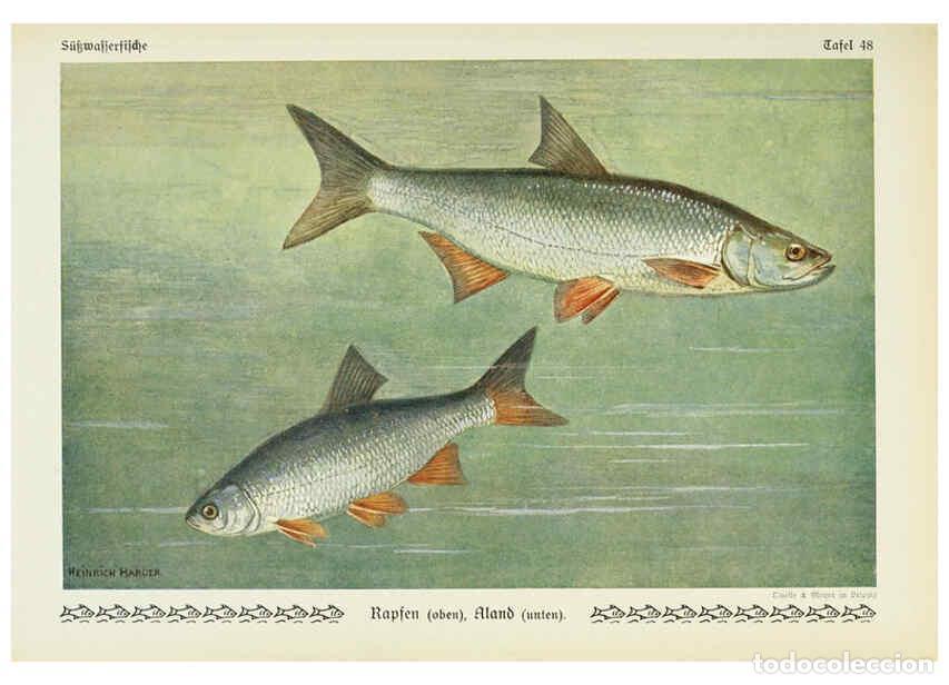 Collectionnisme de Revues et Journaux: Reproducci&oacute;n/Reproduction 6102606479: Unsere S&uuml;&szlig;wasserfische Leipzig :Quelle & Meyer,1913 - Emil Wal