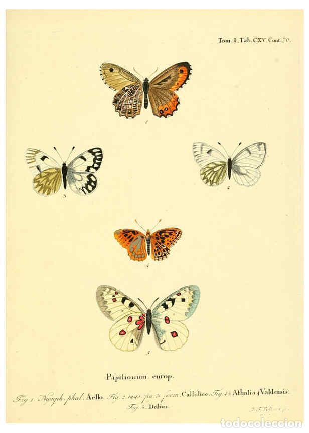 Collectionnisme de Revues et Journaux: Reproducci&oacute;n/Reproduction 6102782765: Die Schmetterlinge in Abbildungen nach der Natur. v.1 plates.
