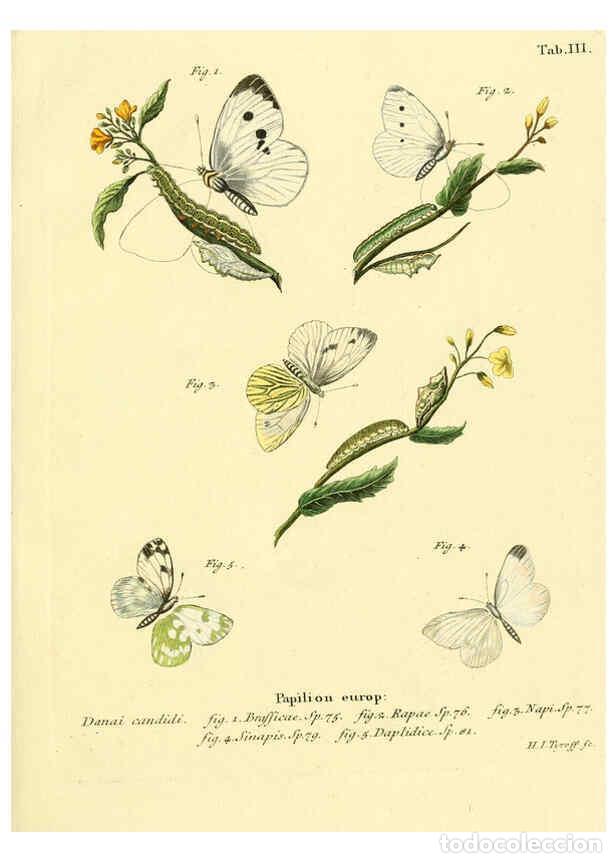 Collectionnisme de Revues et Journaux: Reproducci&oacute;n/Reproduction 6102668687: Die Schmetterlinge in Abbildungen nach der Natur. v.1 plates.