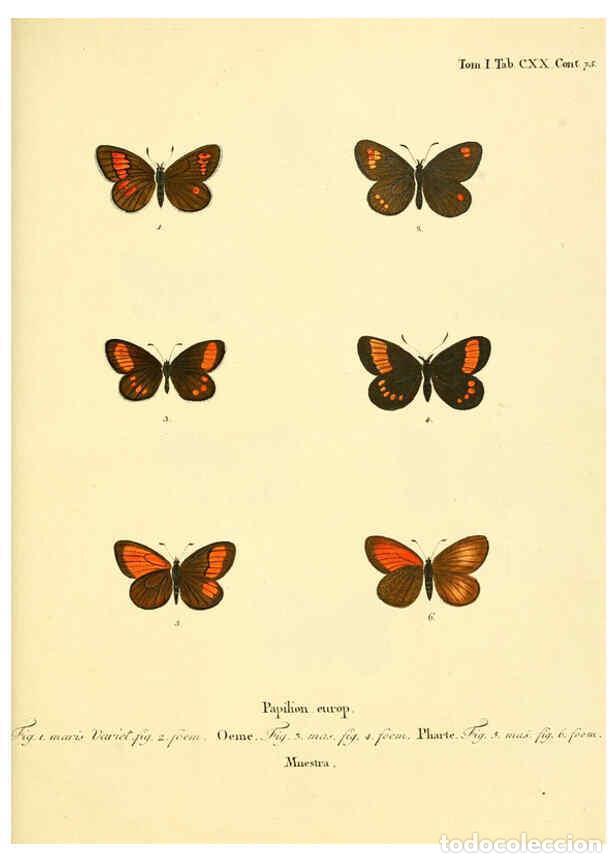 Collectionnisme de Revues et Journaux: Reproducci&oacute;n/Reproduction 6102784091: Die Schmetterlinge in Abbildungen nach der Natur. v.1 plates.