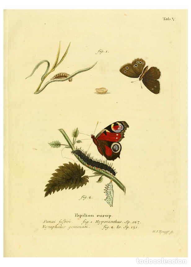 Collectionnisme de Revues et Journaux: Reproducci&oacute;n/Reproduction 6102669237: Die Schmetterlinge in Abbildungen nach der Natur. v.1 plates.
