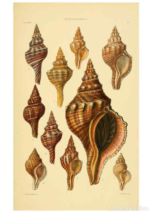 Collectionnisme de Revues et Journaux: Reproducci&oacute;n/Reproduction 6103388764: Thesaurus conchyliorum, or, Monographs of genera of shells v.5