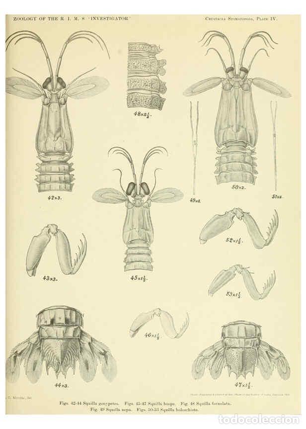 Collezionismo di Riviste e Giornali: Reproducci&oacute;n/Reproduction 6243837120: An account of the Crustacea Stomatopoda of the Indo-Pacific re