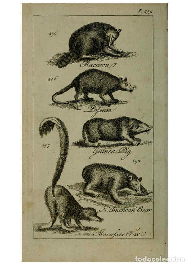 Collezionismo di Riviste e Giornali: Reproducci&oacute;n/Reproduction 6243883508: A new and accurate system of natural history ... v.1 London,Pr