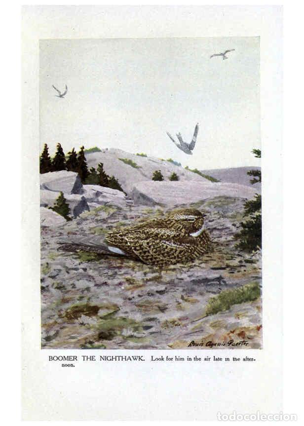 Collezionismo di Riviste e Giornali: Reproducci&oacute;n/Reproduction 6243815284: The Burgess bird book for children Boston :Little, Brown, and