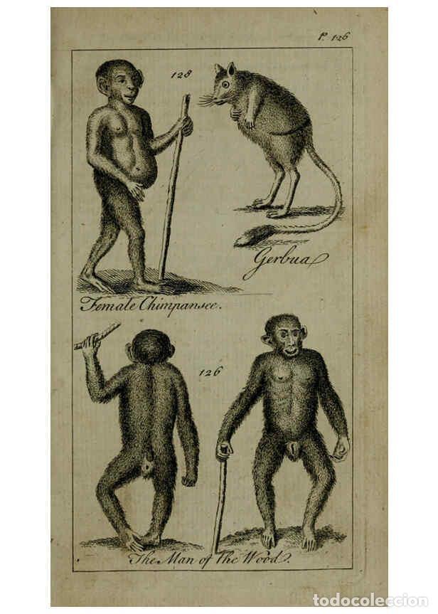 Collezionismo di Riviste e Giornali: Reproducci&oacute;n/Reproduction 6243882338: A new and accurate system of natural history ... v.1 London,Pr