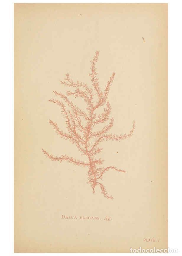 Collezionismo di Riviste e Giornali: Reproducci&oacute;n/Reproduction 6243942638: Sea mosses Boston,B. Whidden,1893 - Alpheus Baker Hervey