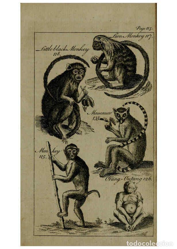 Collezionismo di Riviste e Giornali: Reproducci&oacute;n/Reproduction 6243881786: A new and accurate system of natural history ... v.1 London,Pr