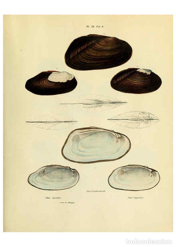 Collezionismo di Riviste e Giornali: Reproducci&oacute;n/Reproduction 6243449857: Transactions of the American Philosophical Society. v.6. Phila