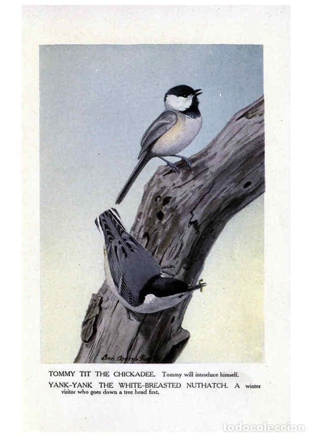 Collezionismo di Riviste e Giornali: Reproducci&oacute;n/Reproduction 6243817746: The Burgess bird book for children Boston :Little, Brown, and