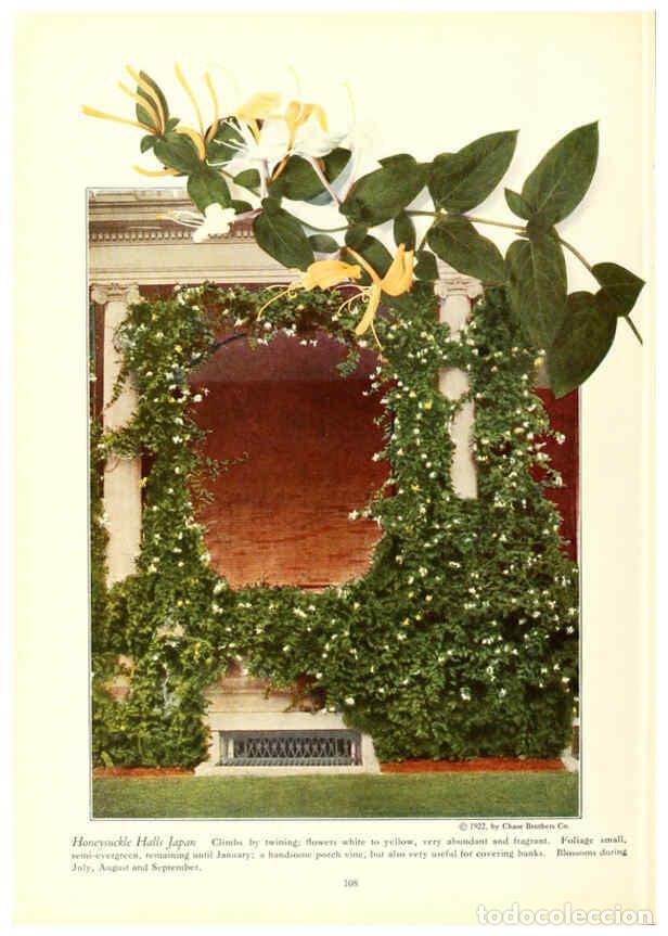 Collezionismo di Riviste e Giornali: Reproducci&oacute;n/Reproduction 6237573614: Chase fruit and flowers in natural colors Rochester, N.Y.,Chas