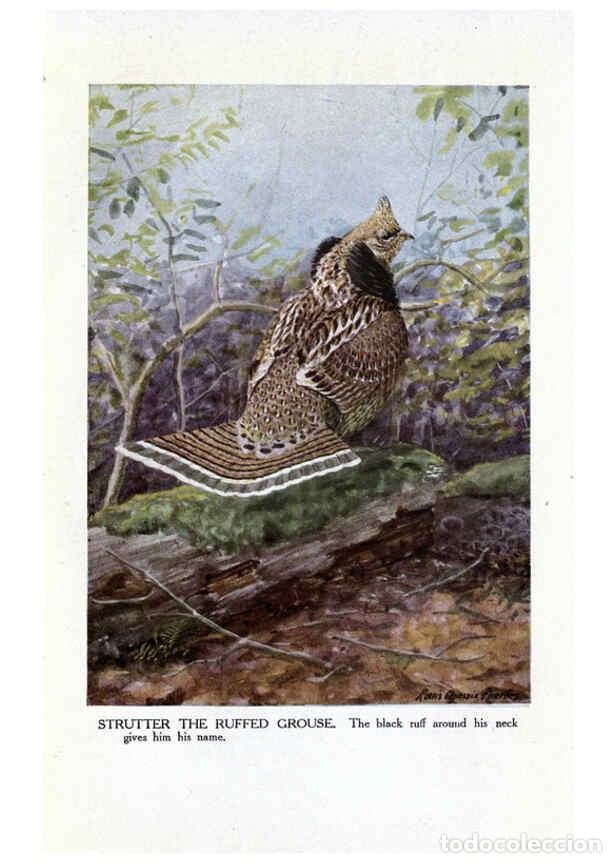 Collezionismo di Riviste e Giornali: Reproducci&oacute;n/Reproduction 6243298047: The Burgess bird book for children Boston :Little, Brown, and