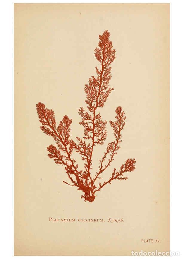 Collezionismo di Riviste e Giornali: Reproducci&oacute;n/Reproduction 6243945246: Sea mosses Boston,B. Whidden,1893 - Alpheus Baker Hervey