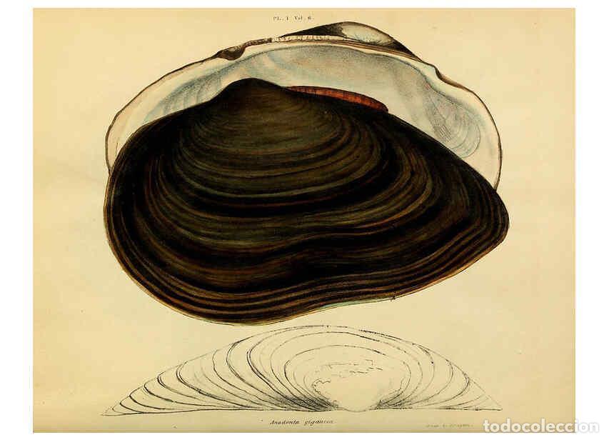 Collezionismo di Riviste e Giornali: Reproducci&oacute;n/Reproduction 6243448245: Transactions of the American Philosophical Society. v.6. Phila