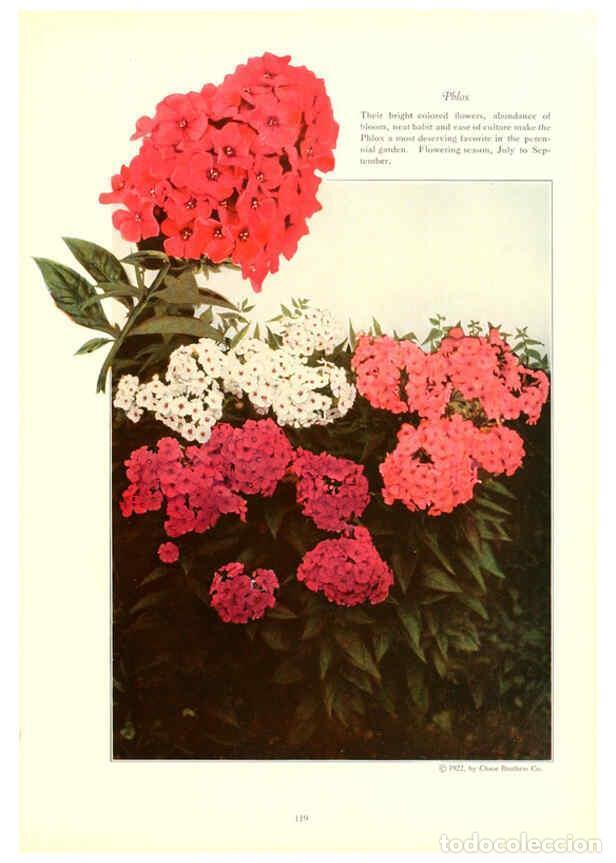 Collezionismo di Riviste e Giornali: Reproducci&oacute;n/Reproduction 6237052513: Chase fruit and flowers in natural colors Rochester, N.Y.,Chas