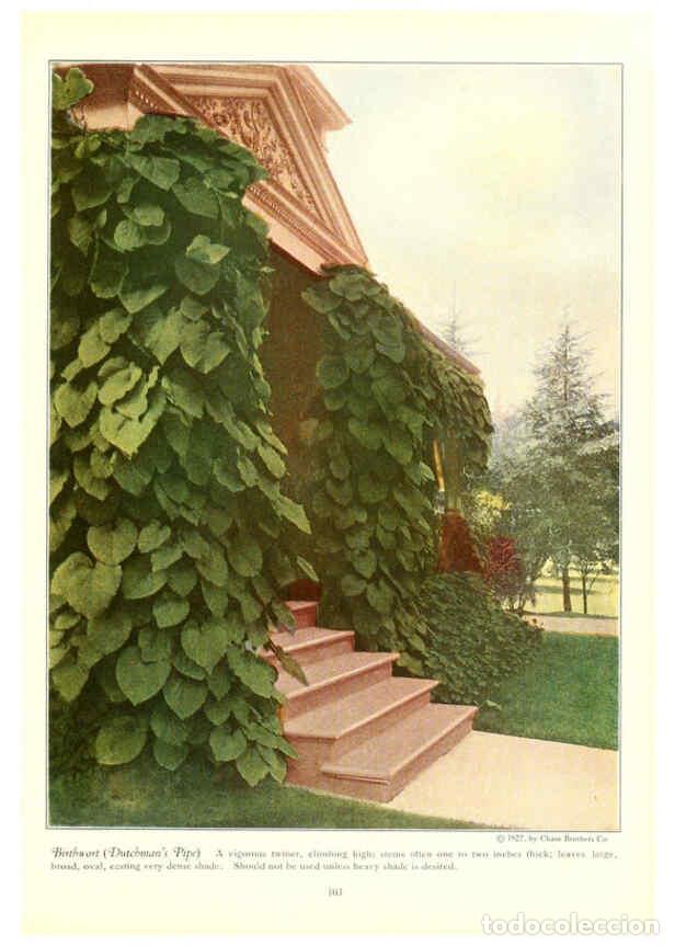 Collezionismo di Riviste e Giornali: Reproducci&oacute;n/Reproduction 6237049655: Chase fruit and flowers in natural colors Rochester, N.Y.,Chas