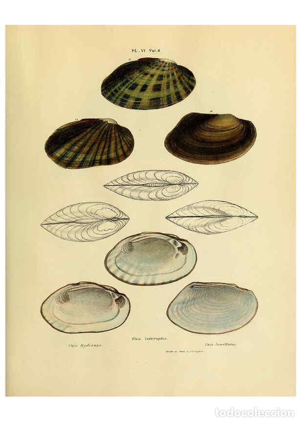 Collezionismo di Riviste e Giornali: Reproducci&oacute;n/Reproduction 6243967022: Transactions of the American Philosophical Society. v.6. Phila