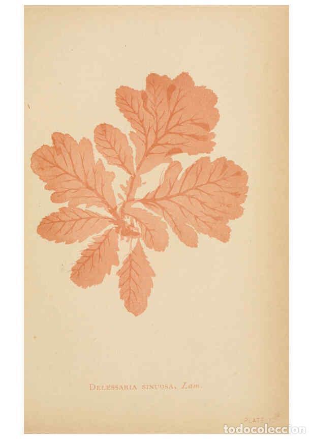 Collezionismo di Riviste e Giornali: Reproducci&oacute;n/Reproduction 6243426291: Sea mosses Boston,B. Whidden,1893 - Alpheus Baker Hervey