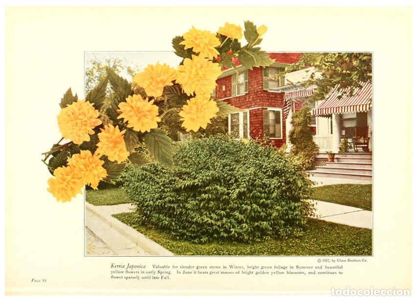 Collezionismo di Riviste e Giornali: Reproducci&oacute;n/Reproduction 6237046717: Chase fruit and flowers in natural colors Rochester, N.Y.,Chas