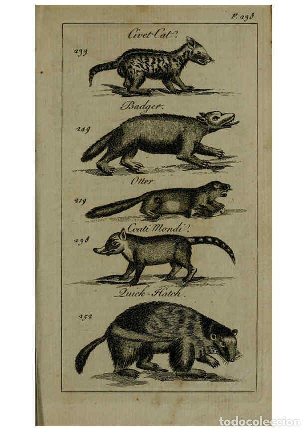 Collezionismo di Riviste e Giornali: Reproducci&oacute;n/Reproduction 6243883788: A new and accurate system of natural history ... v.1 London,Pr