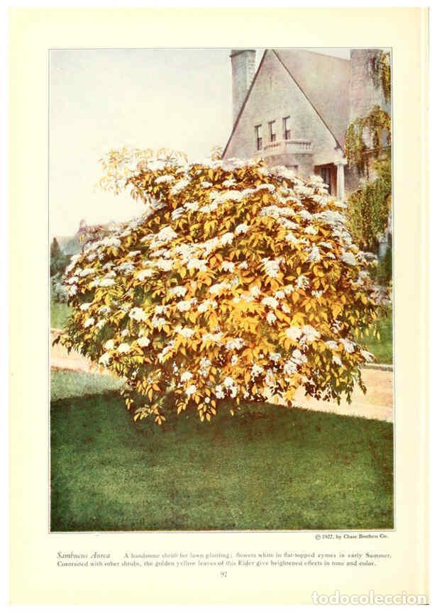 Collezionismo di Riviste e Giornali: Reproducci&oacute;n/Reproduction 6237570778: Chase fruit and flowers in natural colors Rochester, N.Y.,Chas