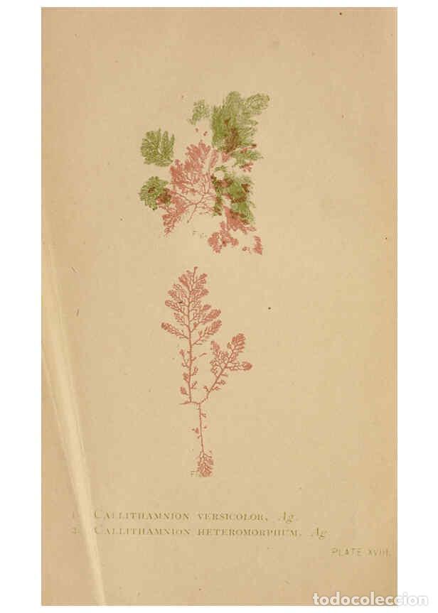 Collezionismo di Riviste e Giornali: Reproducci&oacute;n/Reproduction 6243941562: Sea mosses Boston,B. Whidden,1893 - Alpheus Baker Hervey