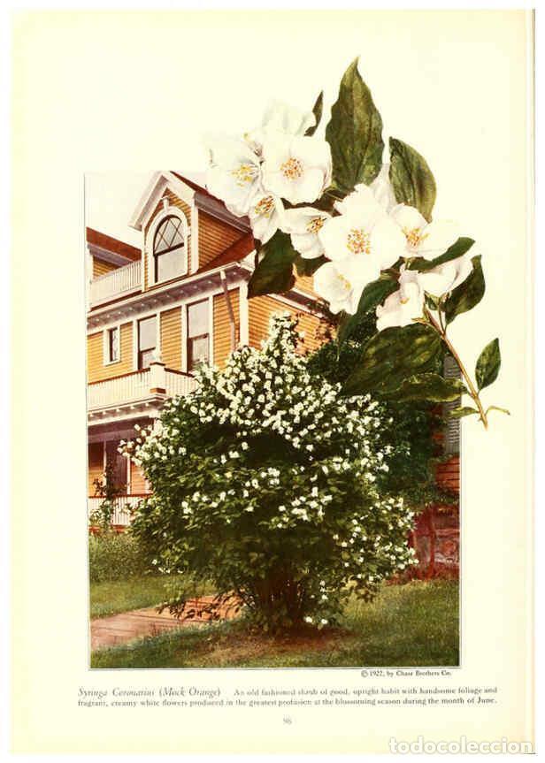 Collezionismo di Riviste e Giornali: Reproducci&oacute;n/Reproduction 6237048785: Chase fruit and flowers in natural colors Rochester, N.Y.,Chas