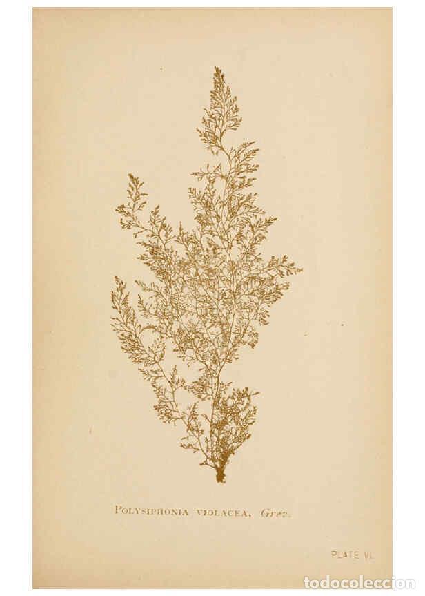 Collezionismo di Riviste e Giornali: Reproducci&oacute;n/Reproduction 6243942840: Sea mosses Boston,B. Whidden,1893 - Alpheus Baker Hervey