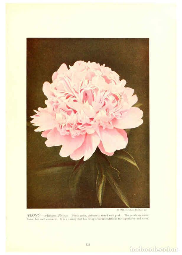 Collezionismo di Riviste e Giornali: Reproducci&oacute;n/Reproduction 6237053263: Chase fruit and flowers in natural colors Rochester, N.Y.,Chas