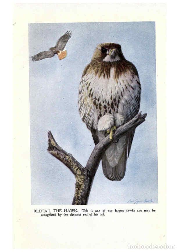 Collezionismo di Riviste e Giornali: Reproducci&oacute;n/Reproduction 6243297791: The Burgess bird book for children Boston :Little, Brown, and