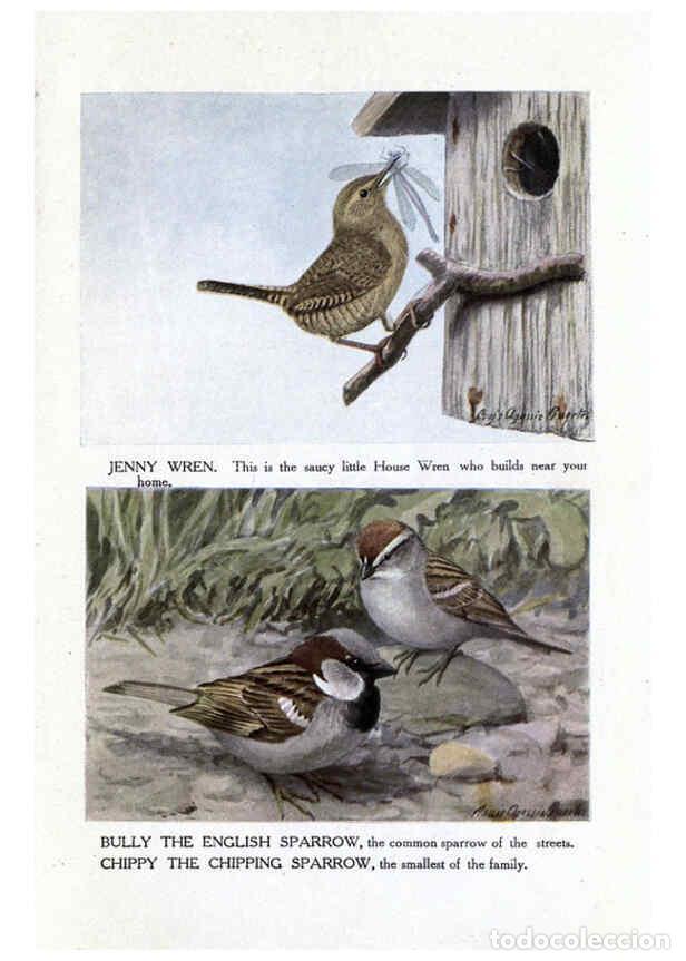 Collezionismo di Riviste e Giornali: Reproducci&oacute;n/Reproduction 6243811016: The Burgess bird book for children Boston :Little, Brown, and